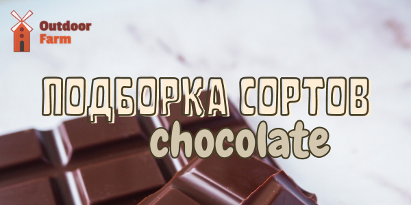 11 июля - Всемирный день шоколада!