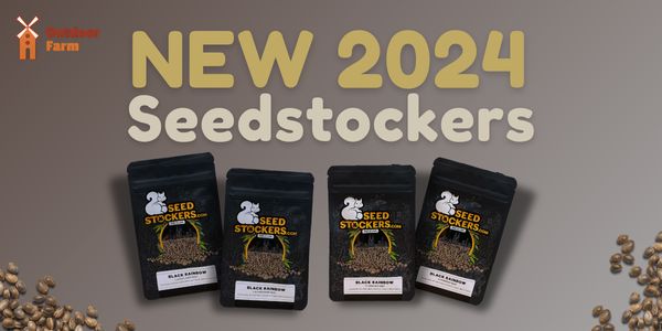 Новый сорт 2024 от Seedstockers!